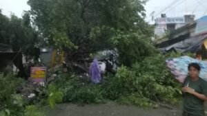 बारिश में तीन जगह गिरे पेड़, फायर टीम ने संभाला मोर्चा।